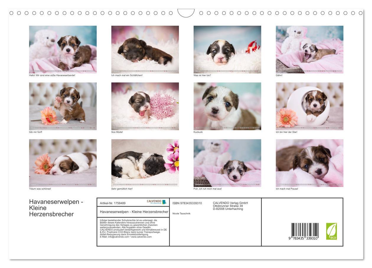 Bild: 9783435339310 | Havaneserwelpen - Kleine Herzensbrecher (Wandkalender 2025 DIN A3...