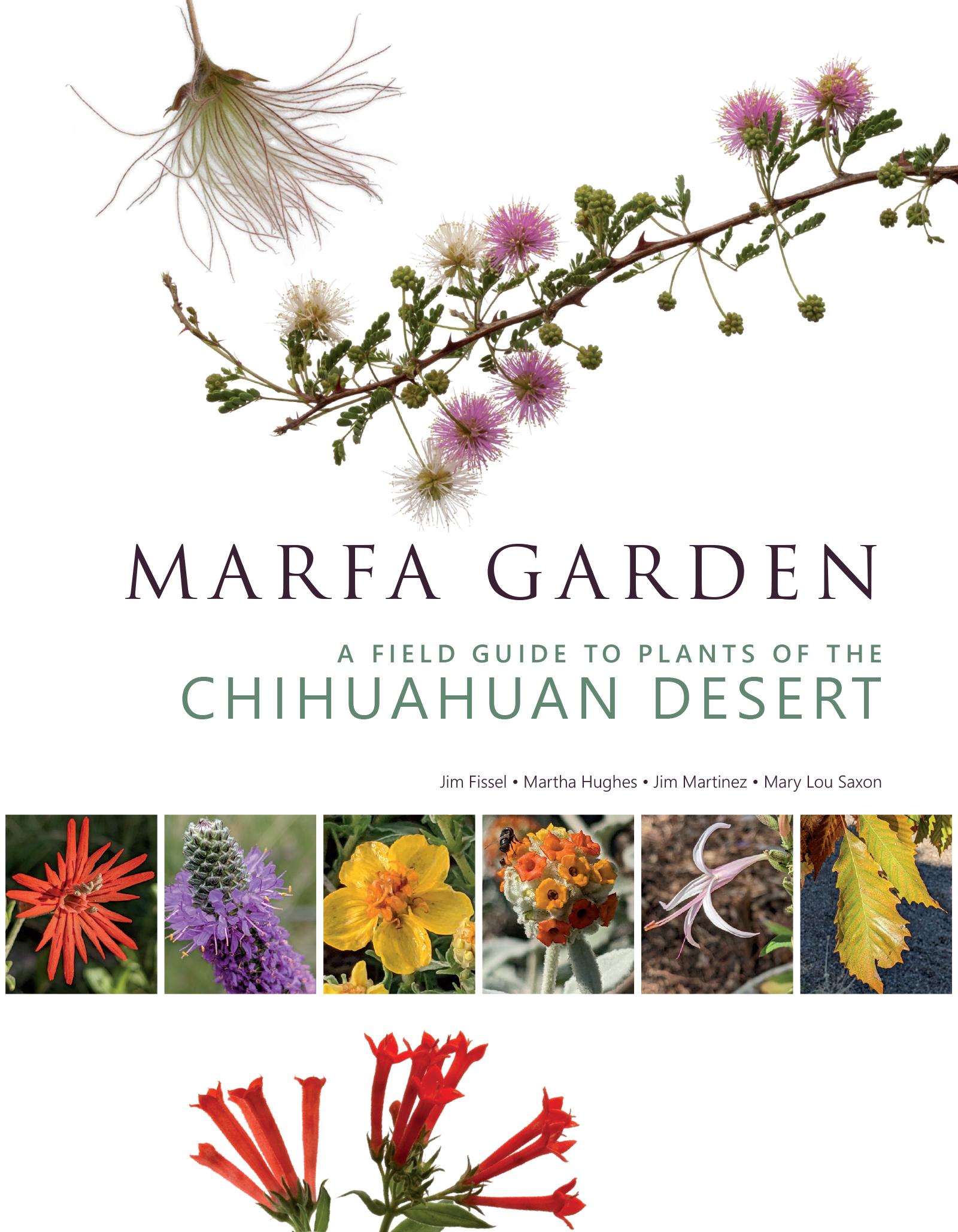 Cover: 9781595343161 | Marfa Garden | A Field Guide to Plants of the Chihuahuan Desert | Buch