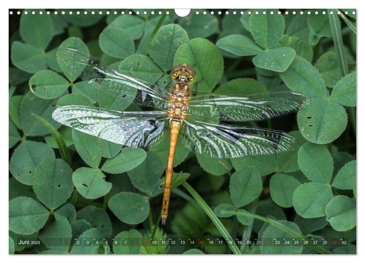 Bild: 9783435717552 | Libellen - Fliegende Edelsteine (Wandkalender 2025 DIN A3 quer),...