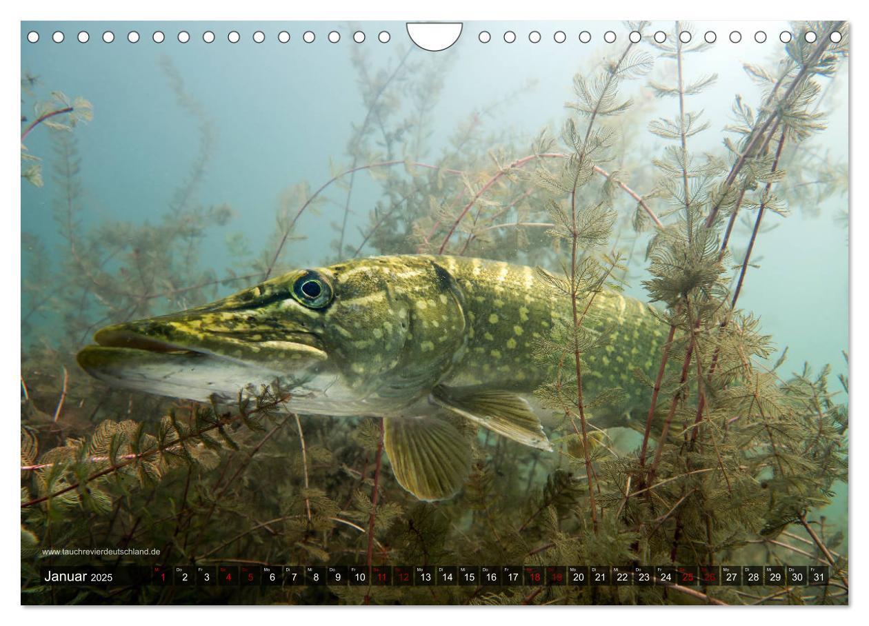 Bild: 9783435426034 | Tauchrevier Deutschland - Der Hecht (Esox lucius) (Wandkalender...