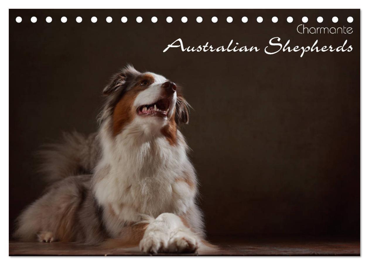 Cover: 9783435435517 | Charmante Australian Shepherds (Tischkalender 2025 DIN A5 quer),...