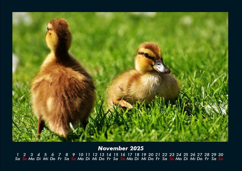 Bild: 9783755990550 | Enten 2025 Fotokalender DIN A4 | Tobias Becker | Kalender | Kalender