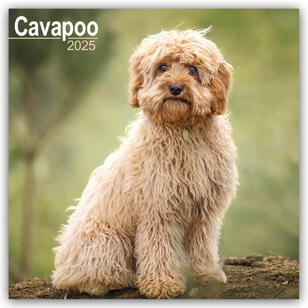 Cover: 9781804603277 | Cavapoo - Cavoodle 2025 - 16-Monatskalender | Avonside Publishing Ltd