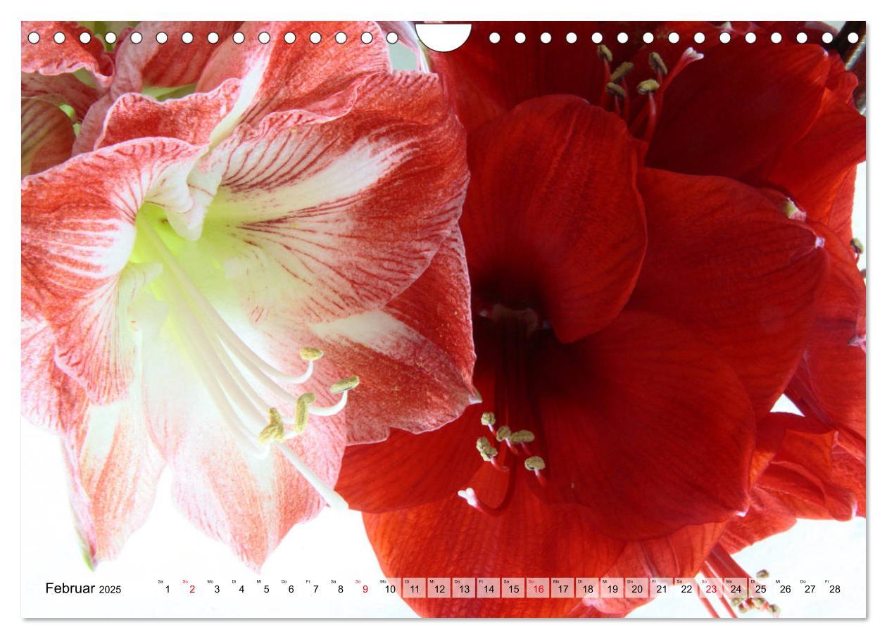 Bild: 9783435382958 | Amaryllis-Blüten (Wandkalender 2025 DIN A4 quer), CALVENDO...