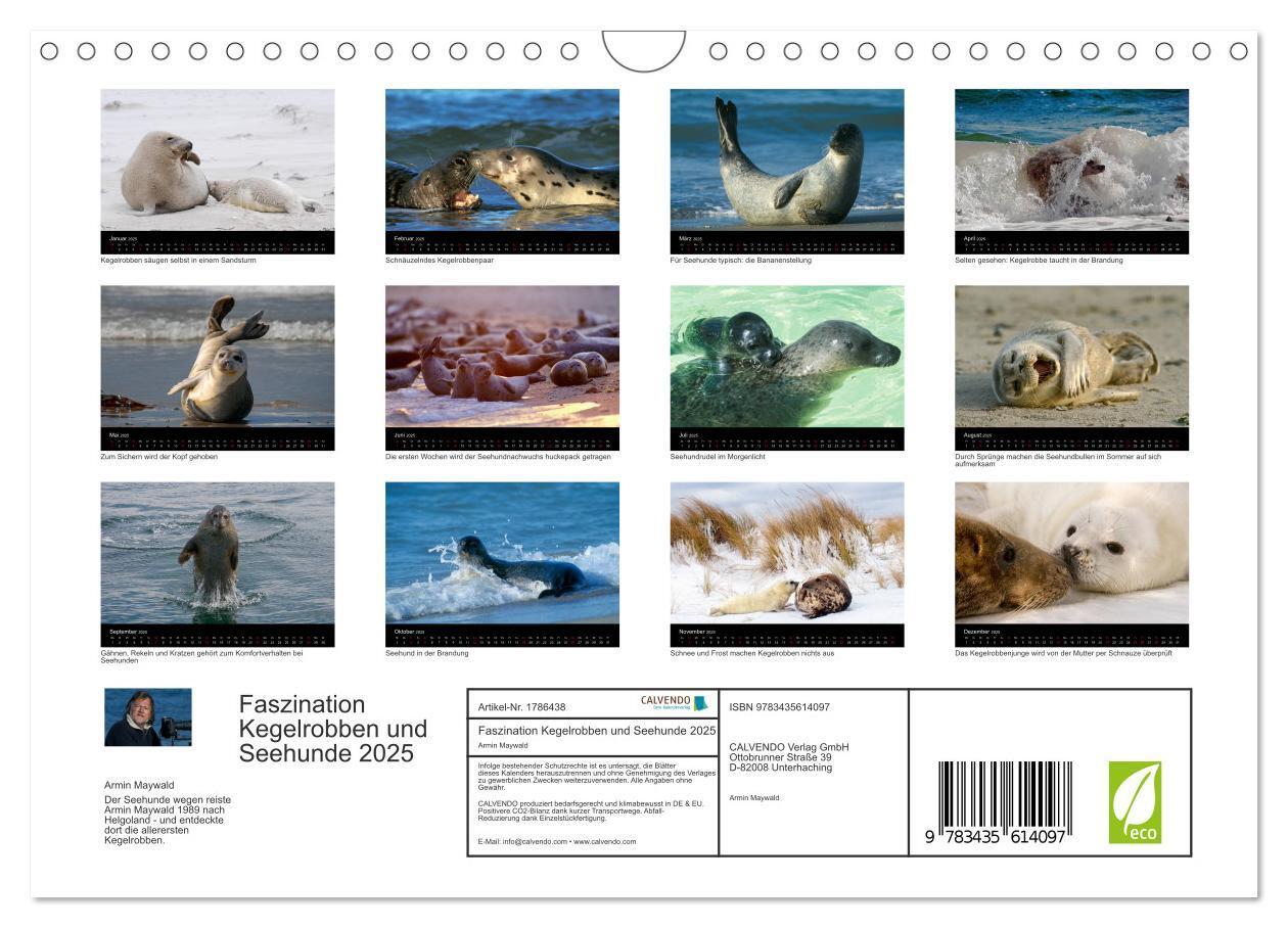 Bild: 9783435614097 | Faszination Kegelrobben und Seehunde 2025 (Wandkalender 2025 DIN A4...