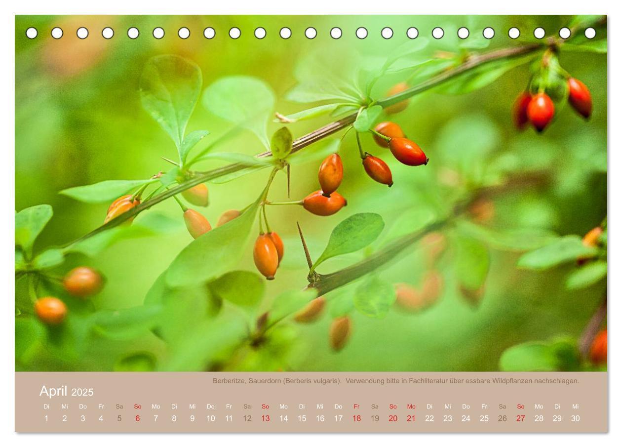 Bild: 9783435661688 | WILD, ESSBAR UND GESUND Essbare Wildpflanzen (Tischkalender 2025...