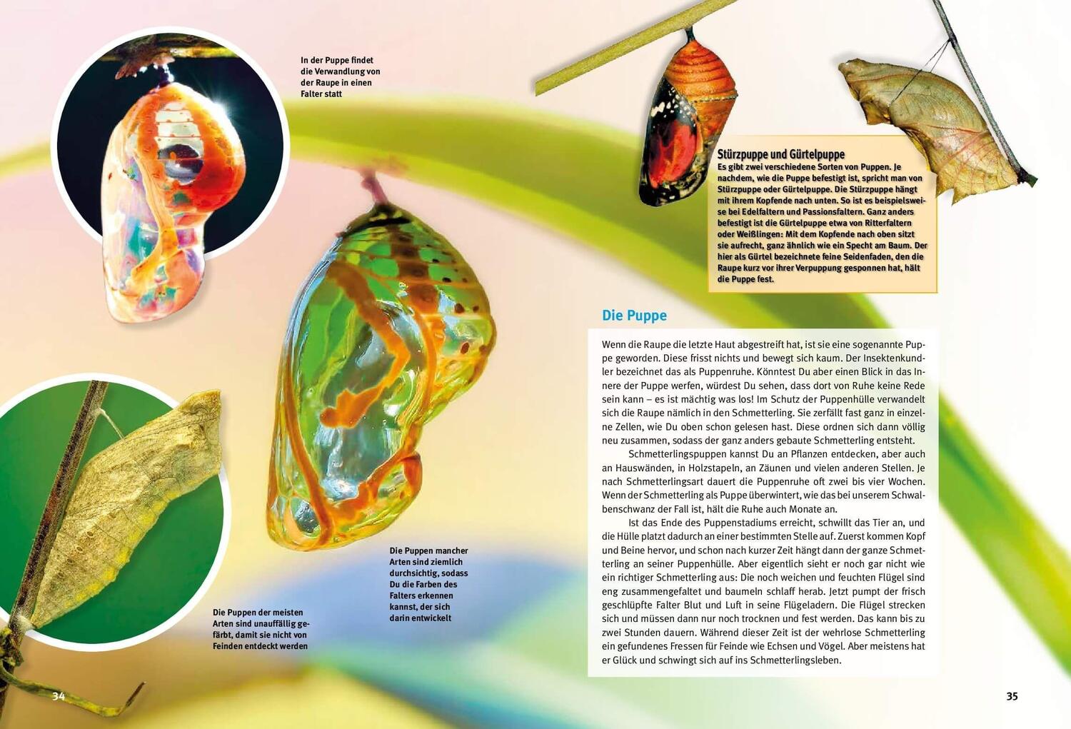 Bild: 9783866594937 | Entdecke die Schmetterlinge | Thomas Schmidt | Buch | 64 S. | Deutsch