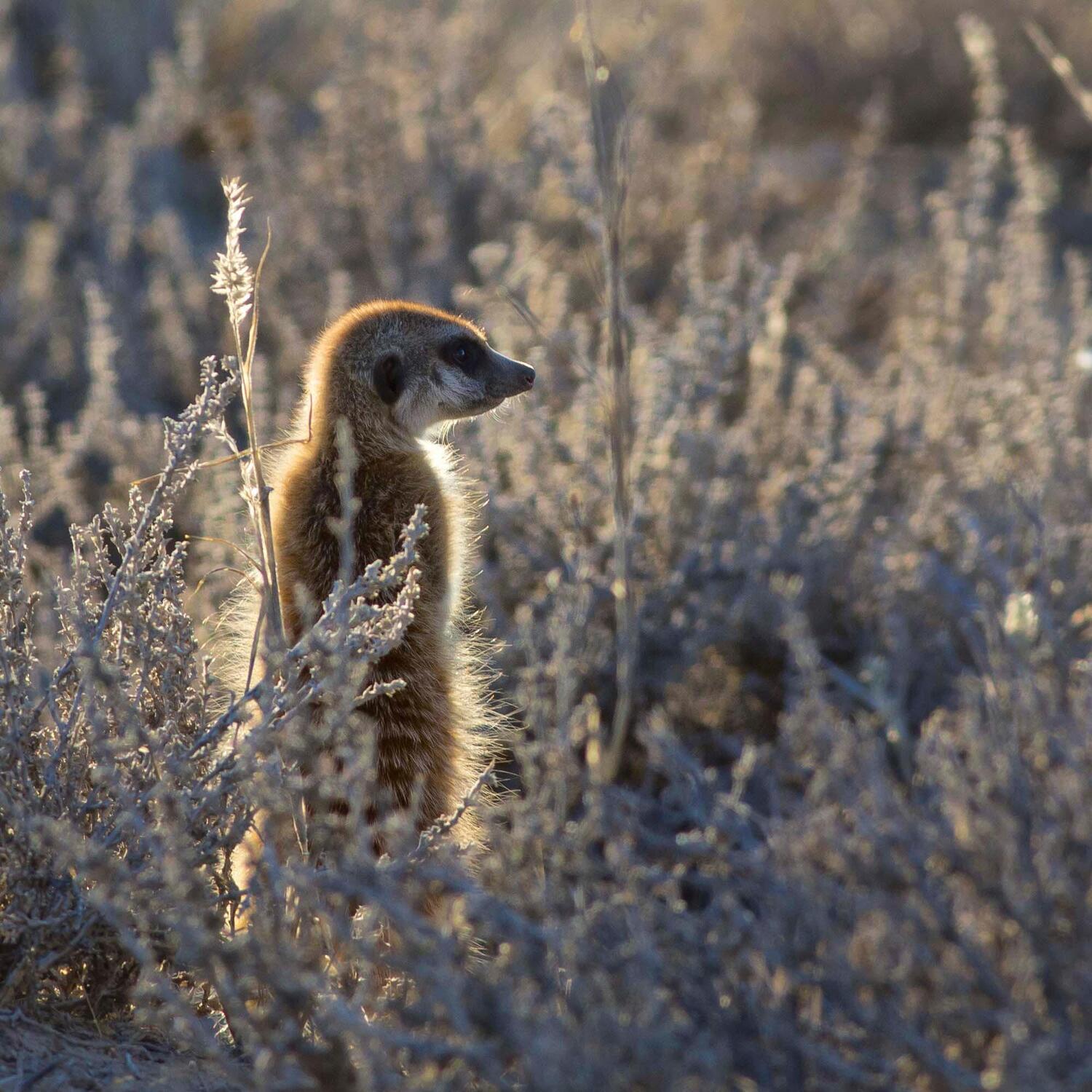 Bild: 9783959294683 | Meerkats/Erdmännchen 2025 | Kalender 2025 | Kalender | Artwork Edition