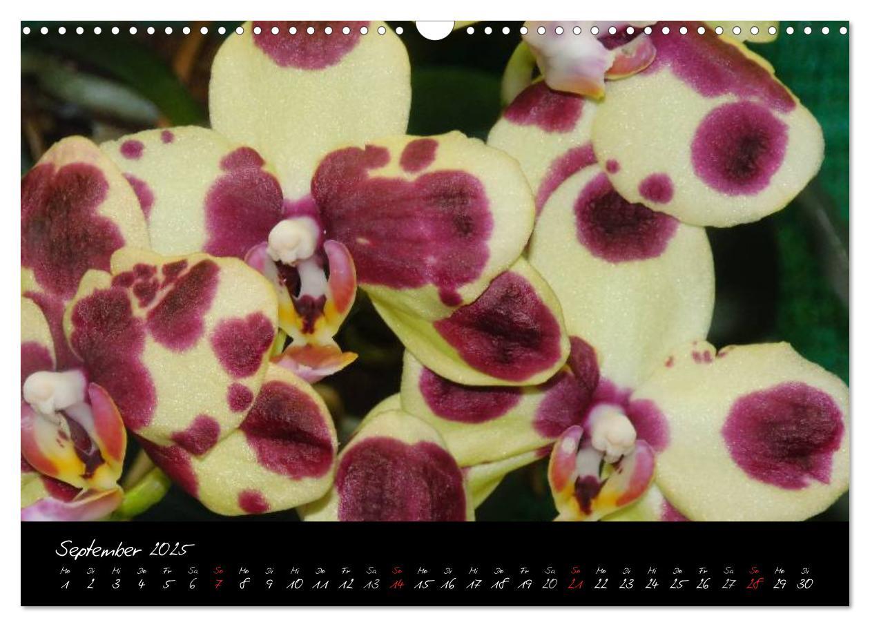 Bild: 9783435822119 | Farbenreiche Orchideen (Wandkalender 2025 DIN A3 quer), CALVENDO...