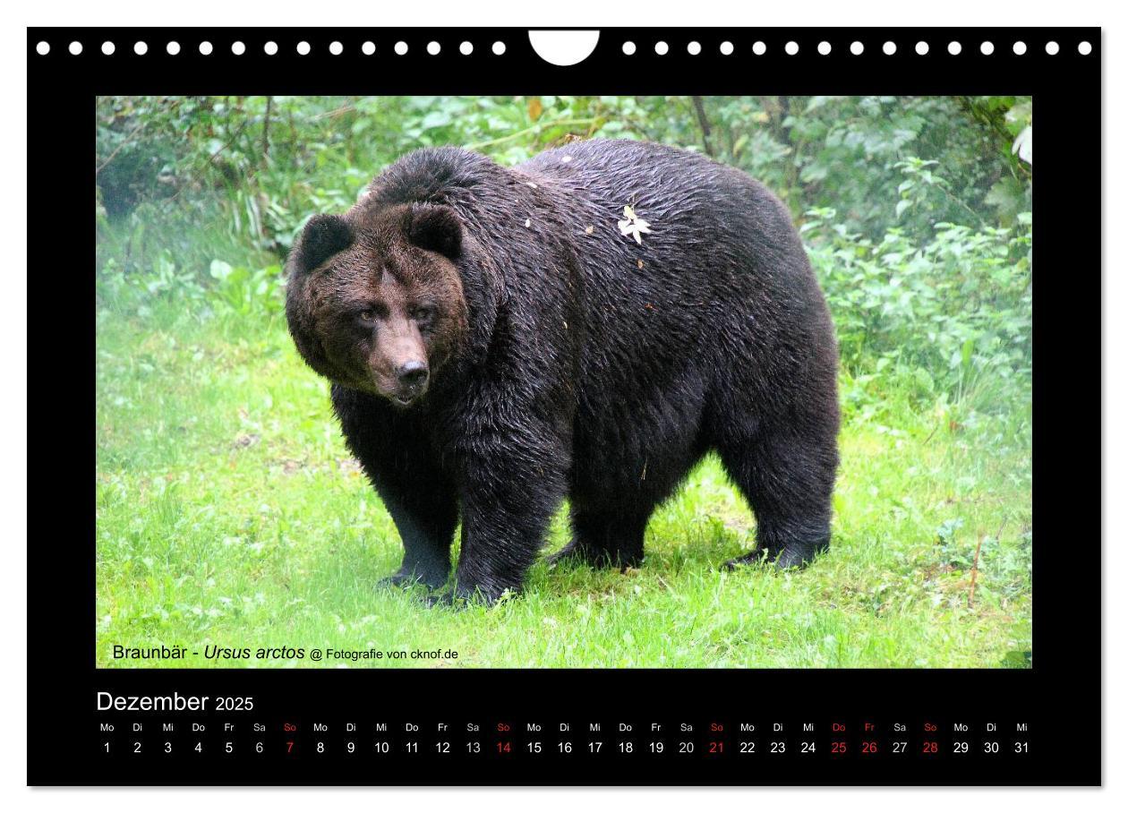 Bild: 9783435786183 | Wildtiere (Wandkalender 2025 DIN A4 quer), CALVENDO Monatskalender