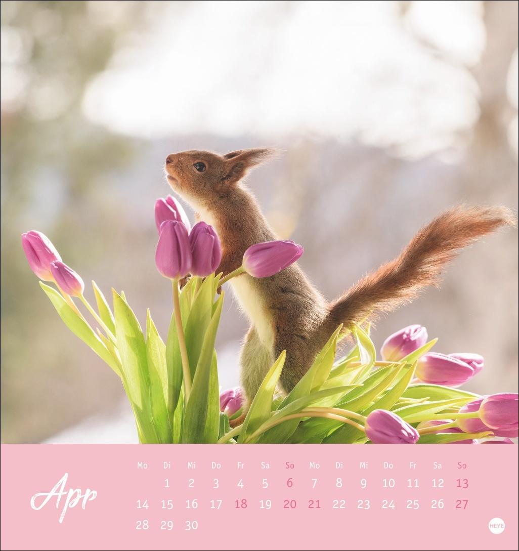 Bild: 9783756407071 | Eichhörnchen Postkartenkalender 2025 | Heye | Kalender | Spiralbindung