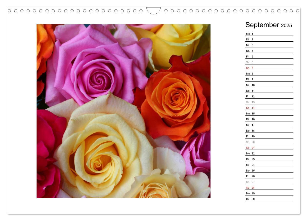 Bild: 9783435467761 | Die vielen Gesichter der Rosen (Wandkalender 2025 DIN A3 quer),...