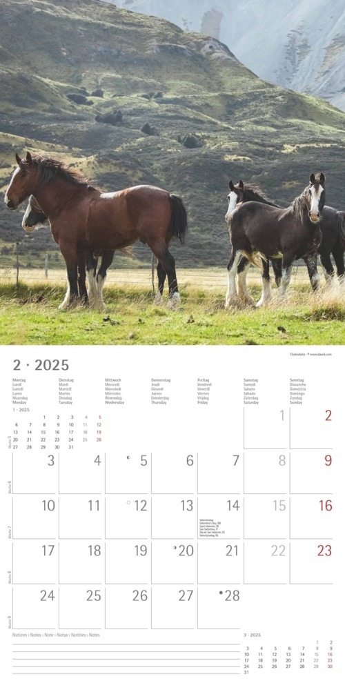 Bild: 4251732340704 | Pferde 2025 - Broschürenkalender 30x30 cm (30x60 geöffnet) -...