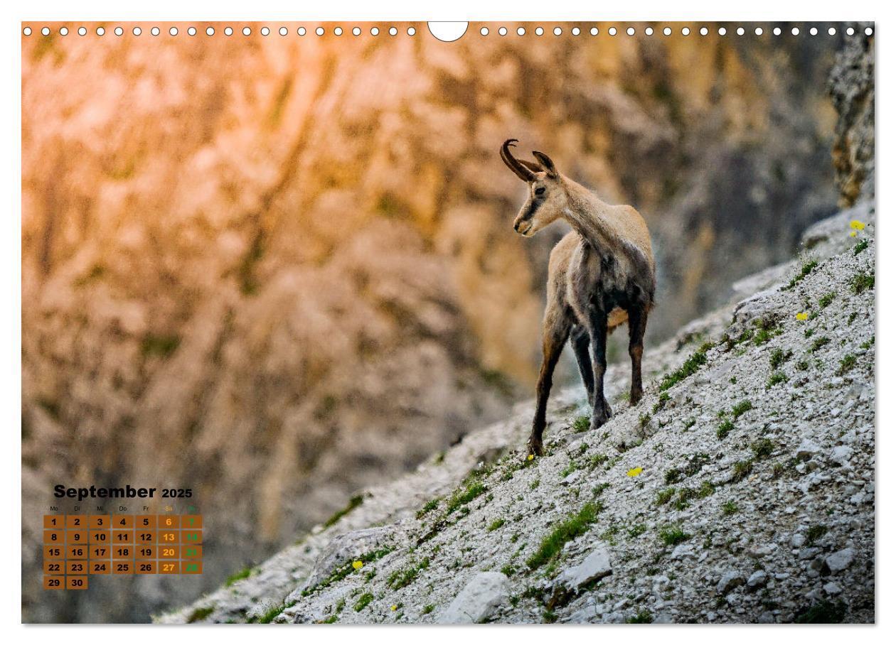 Bild: 9783383864513 | Big Five der Alpen Gämse, Steinbock, Murmeltier, Steinadler,...