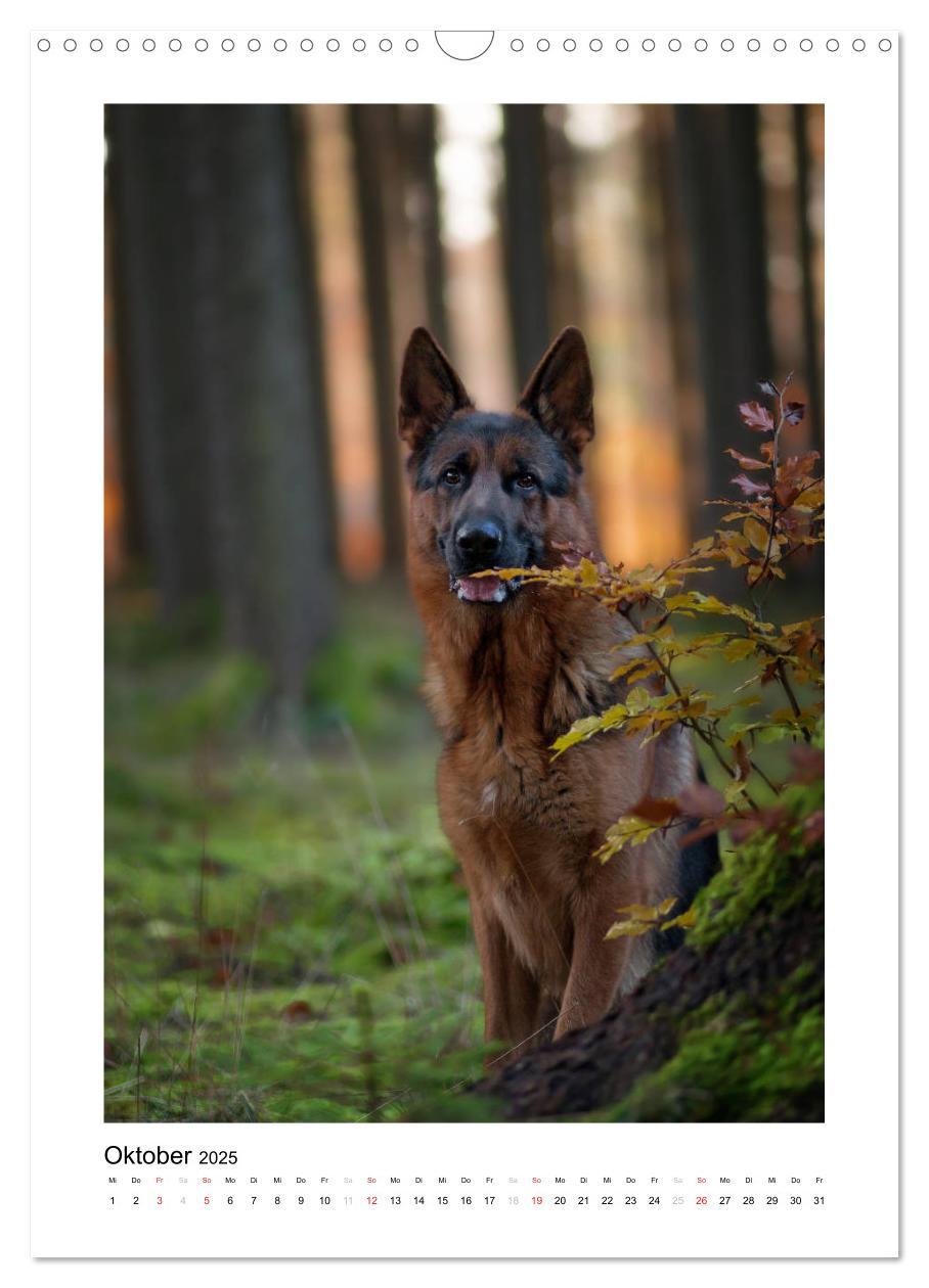 Bild: 9783457012345 | Deutscher Schäferhund - unser bester Freund (Wandkalender 2025 DIN...