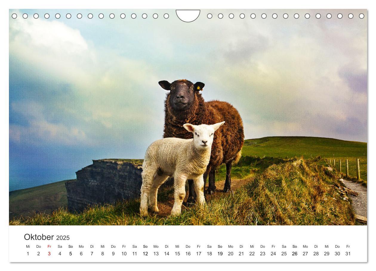 Bild: 9783435076260 | Abenteuerinsel Irland (Wandkalender 2025 DIN A4 quer), CALVENDO...