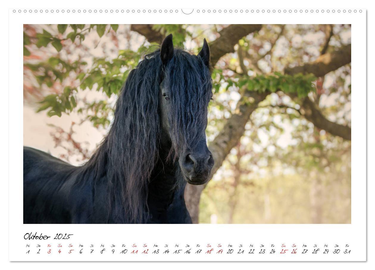 Bild: 9783435234127 | Friesen - stolze Giganten (hochwertiger Premium Wandkalender 2025...