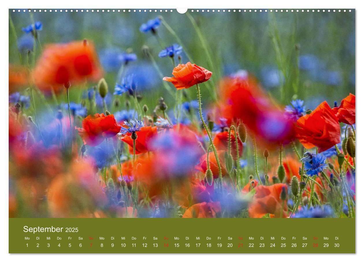 Bild: 9783435121885 | Mohnblumen Romantik (Wandkalender 2025 DIN A2 quer), CALVENDO...