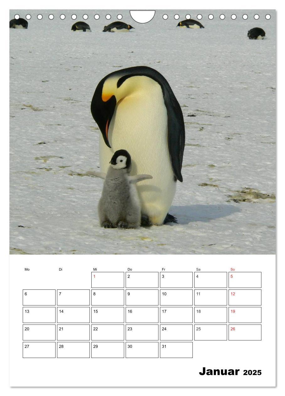 Bild: 9783457035726 | Pinguine. Familienglück im Eis (Wandkalender 2025 DIN A4 hoch),...