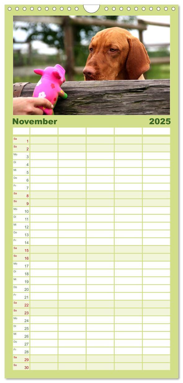 Bild: 9783457119815 | Familienplaner 2025 - Magyar Vizsla mit 5 Spalten (Wandkalender, 21...