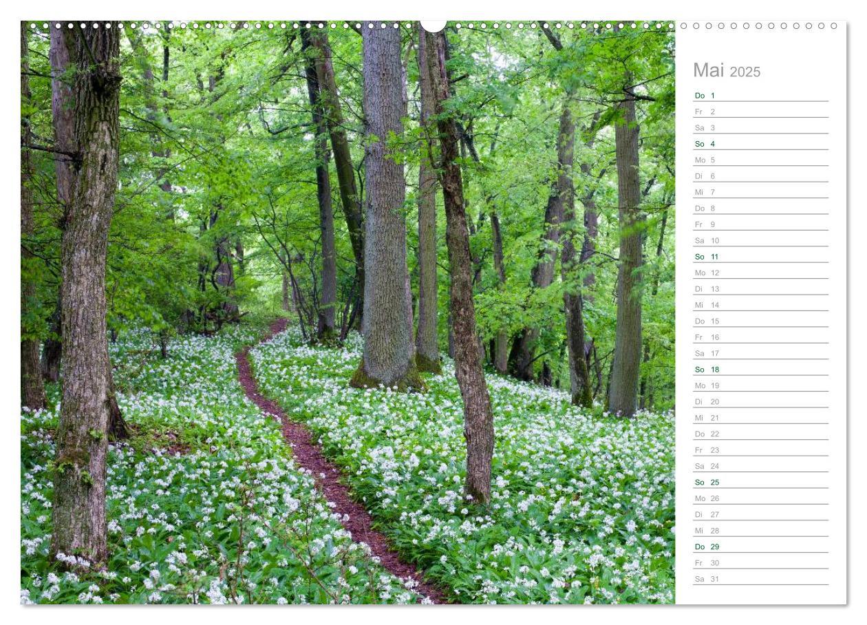 Bild: 9783435541850 | Im Deutschen Wald 2025 - ein Notizkalender (Wandkalender 2025 DIN...