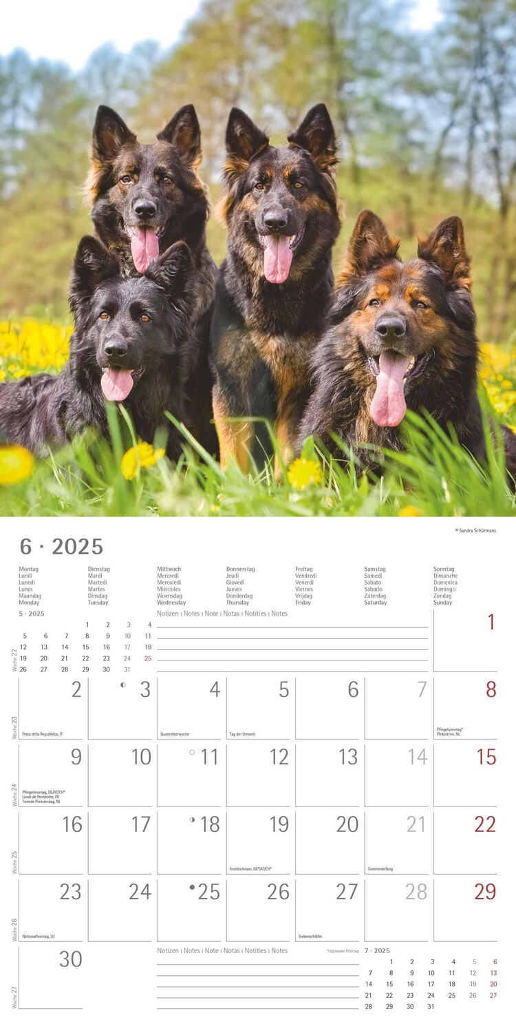 Bild: 4251732340650 | Hunde 2025 - Broschürenkalender 30x30 cm (30x60 geöffnet) -...