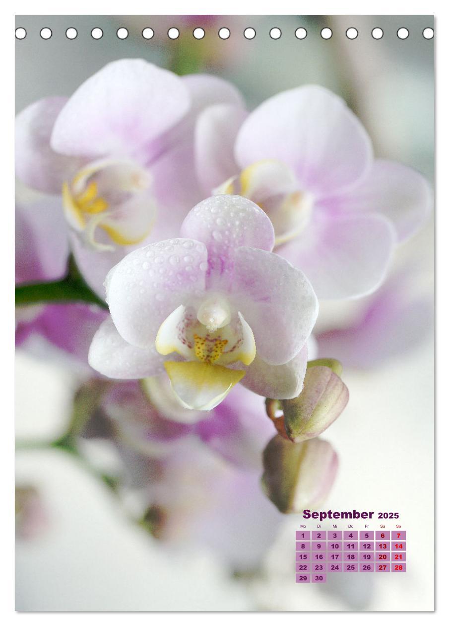 Bild: 9783435894772 | Traumhafte Orchideen (Tischkalender 2025 DIN A5 hoch), CALVENDO...