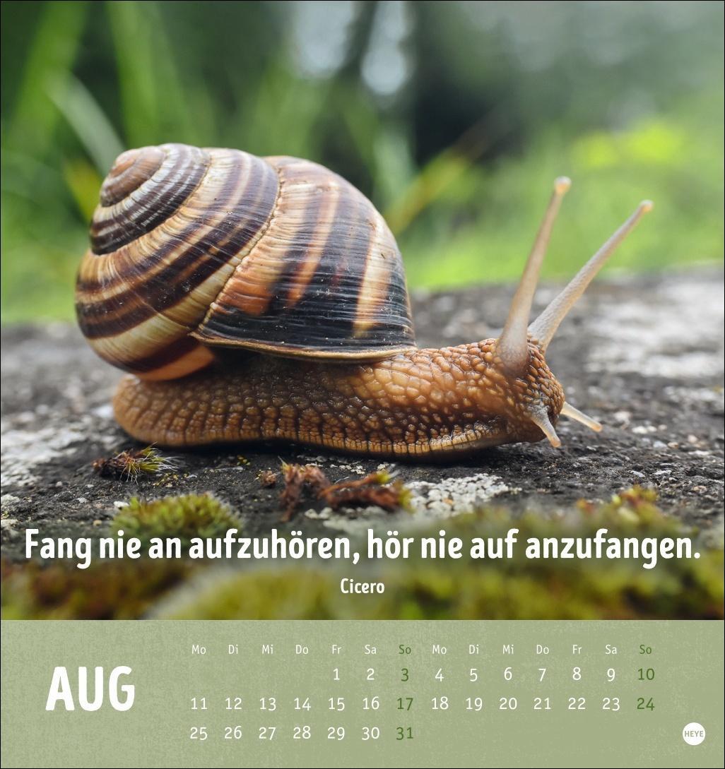 Bild: 9783756407187 | Alt! Aber gut drauf Postkartenkalender 2025 - Der tierische...