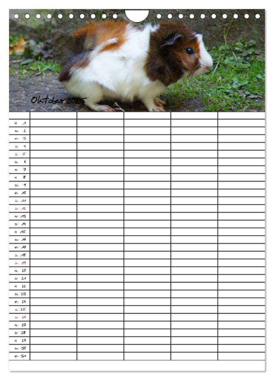 Bild: 9783457026205 | Meerschweinchen und Kaninchen Familienplaner (Wandkalender 2025 DIN...