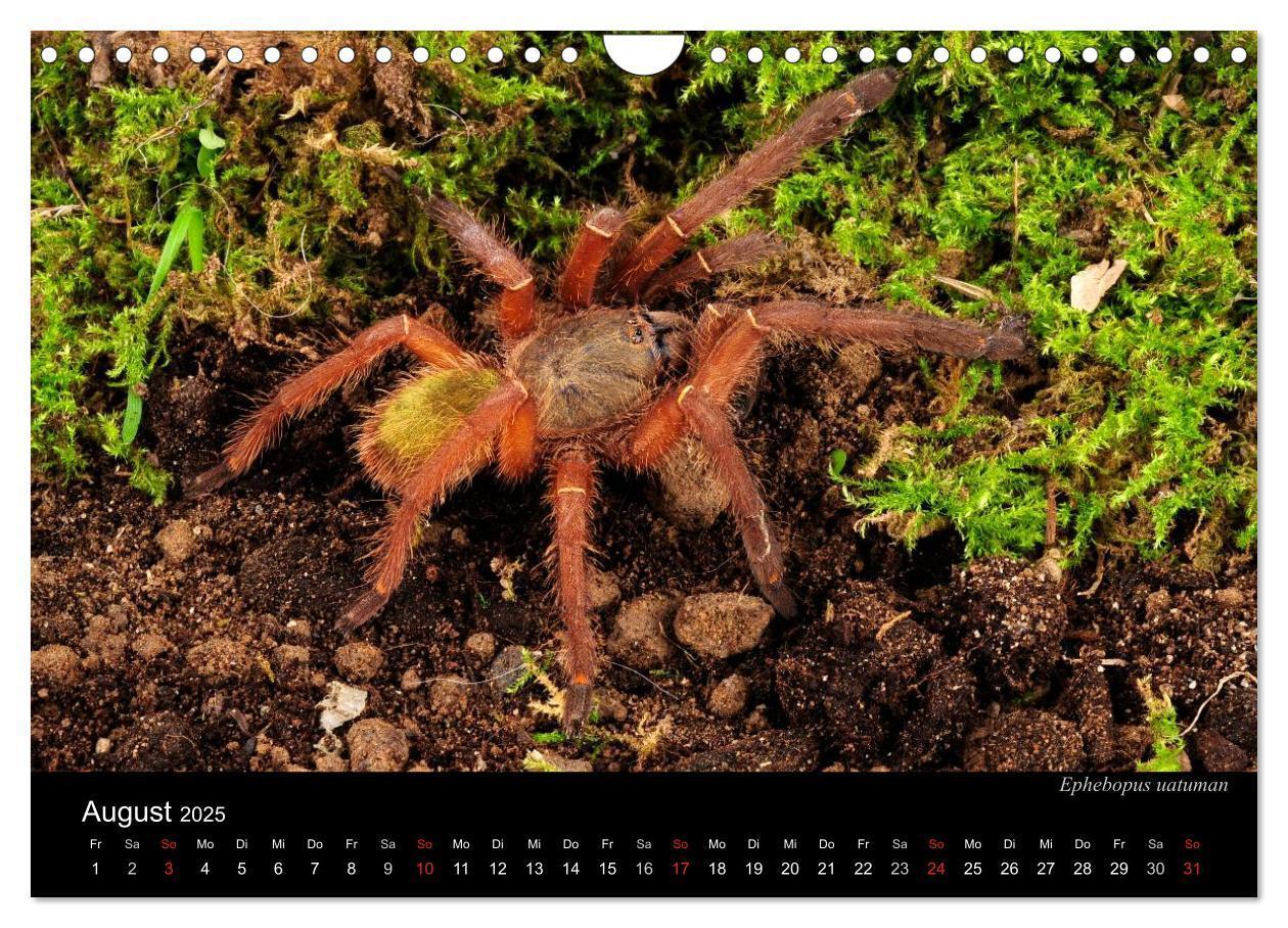 Bild: 9783435776313 | Vogelspinnen - Tarantulas (Wandkalender 2025 DIN A4 quer), CALVENDO...