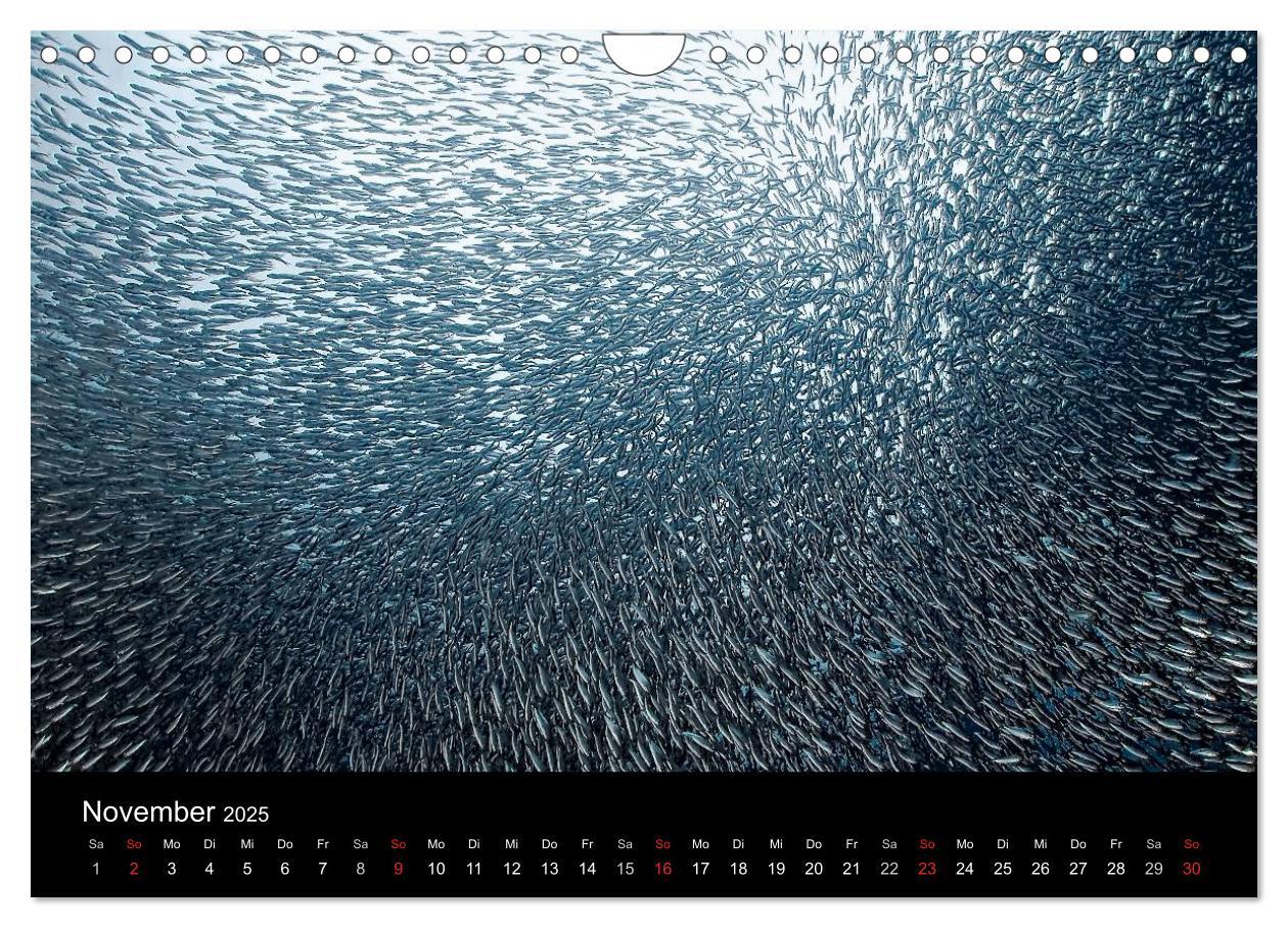 Bild: 9783435611751 | Fischschwärme (Wandkalender 2025 DIN A4 quer), CALVENDO Monatskalender