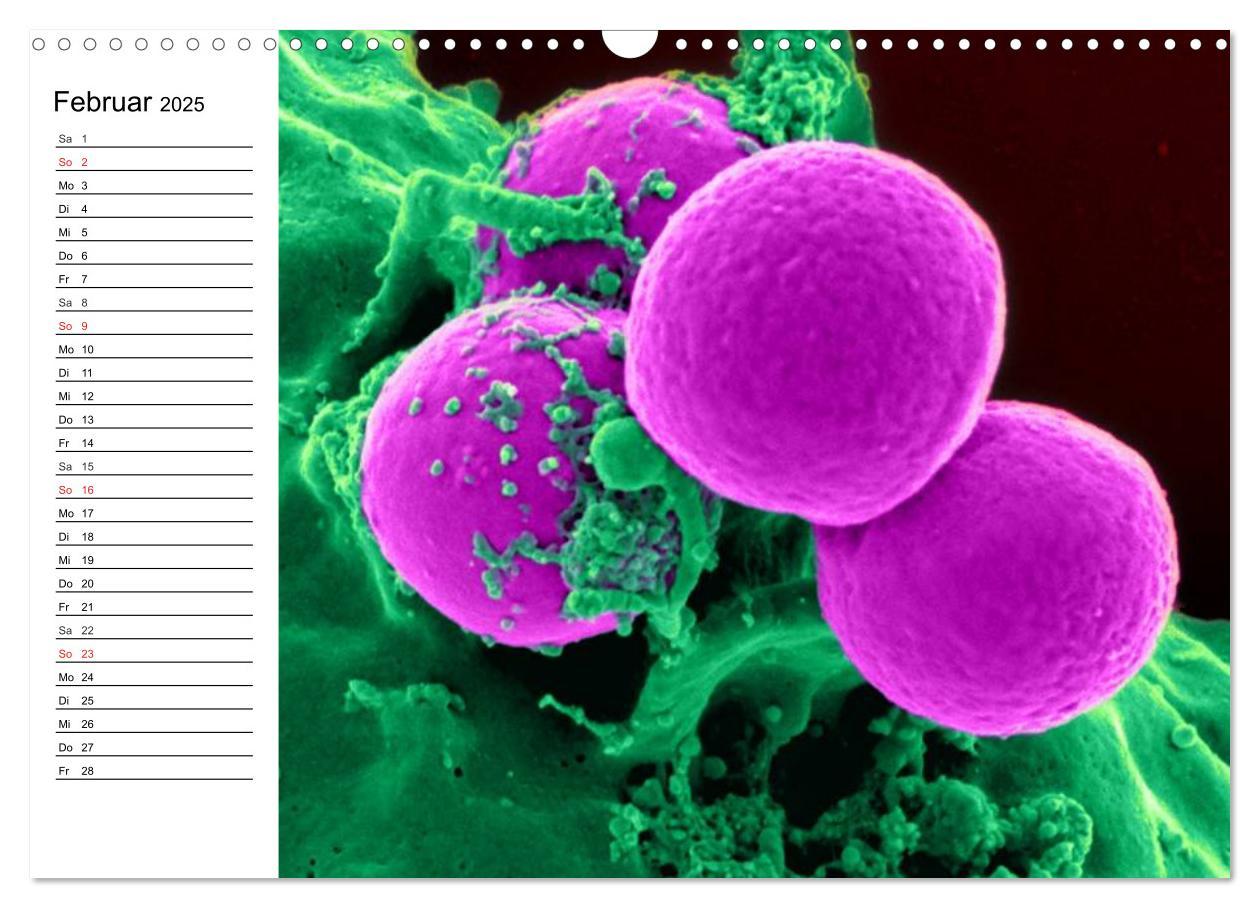 Bild: 9783435483372 | Mikrobiologie. Mikroorganismen, Genetik und Zellen (Wandkalender...