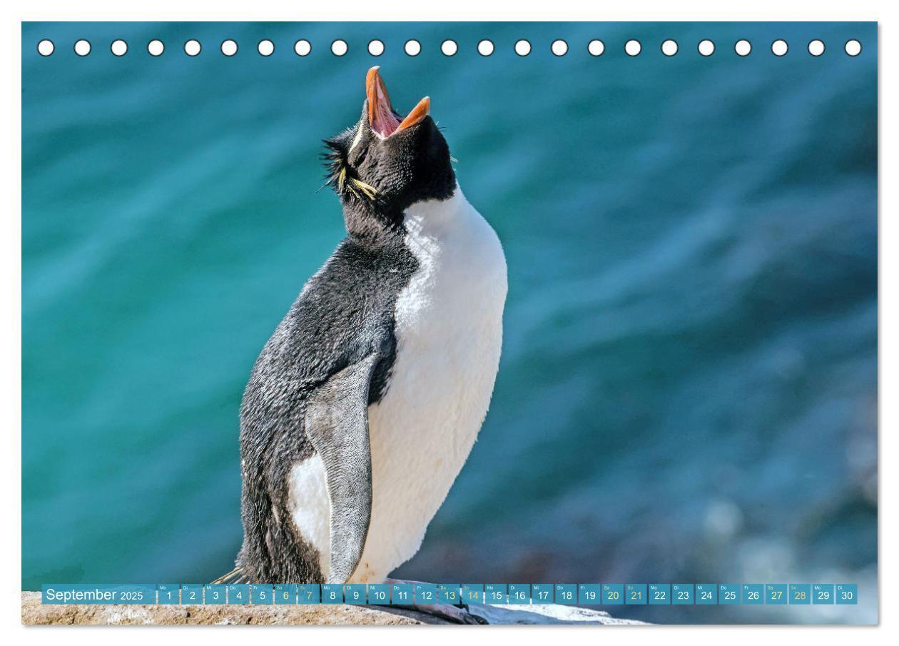 Bild: 9783457198018 | Pinguine: Gehupft wie gesprungen (Tischkalender 2025 DIN A5 quer),...