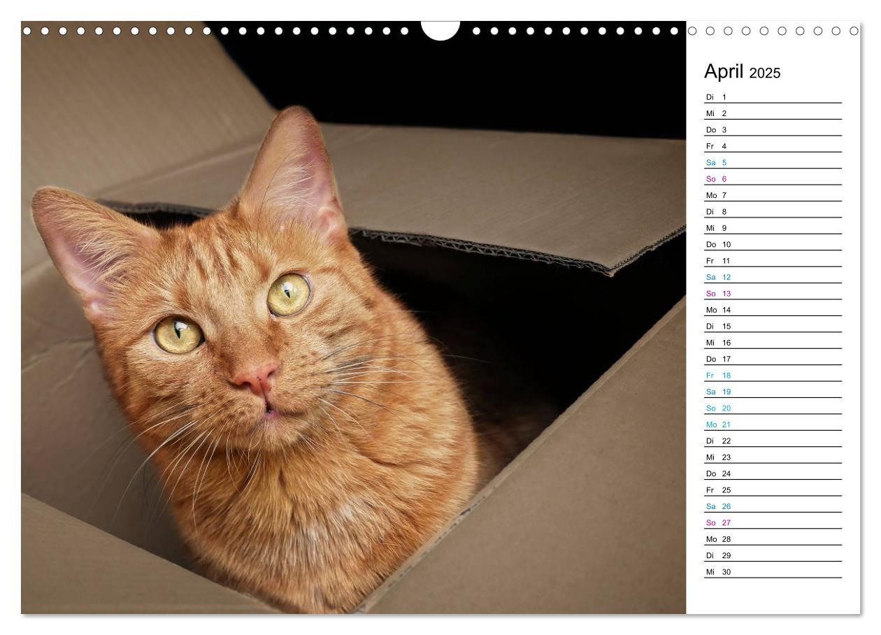 Bild: 9783435205417 | Karton Katzen (Wandkalender 2025 DIN A3 quer), CALVENDO Monatskalender