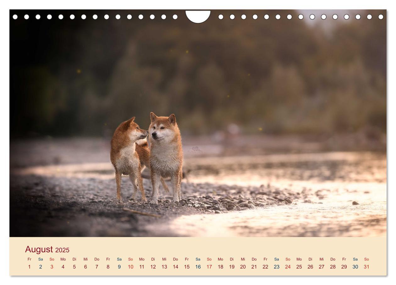 Bild: 9783457234167 | Shiba Inu - mutig, treu, selbstbewusst (Wandkalender 2025 DIN A4...