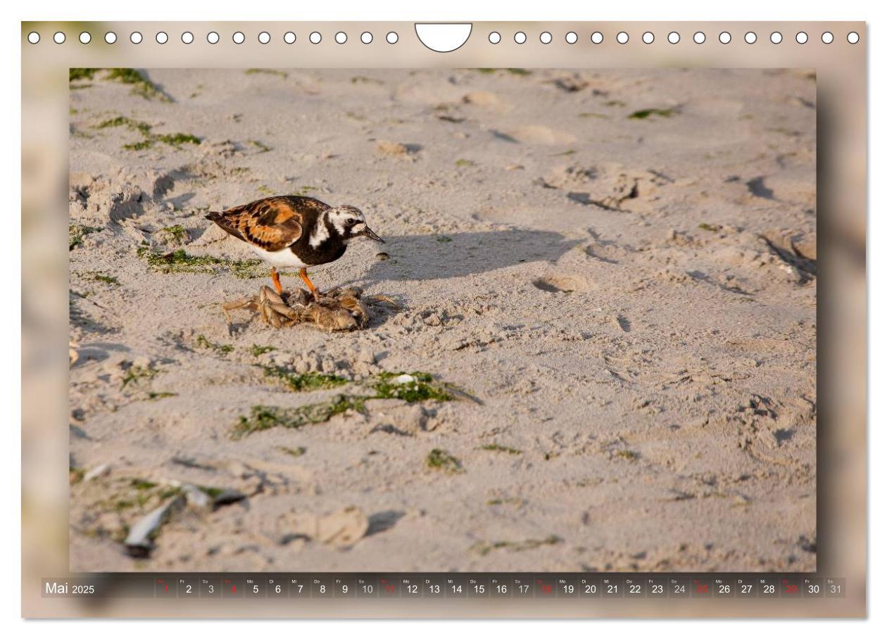 Bild: 9783435683611 | Baltrum - Ein Tag am Strand (Wandkalender 2025 DIN A4 quer),...