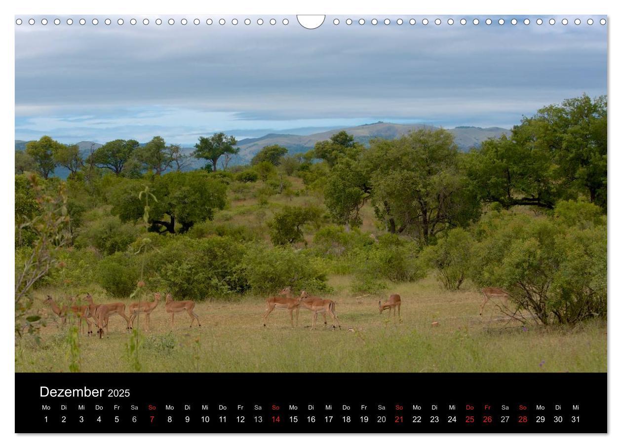 Bild: 9783435768967 | Krüger Nationalpark - Kalender 2025 (Wandkalender 2025 DIN A3...