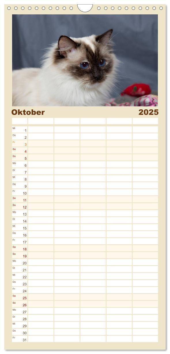 Bild: 9783457121771 | Familienplaner 2025 - Ragdolls mit 5 Spalten (Wandkalender, 21 x 45...