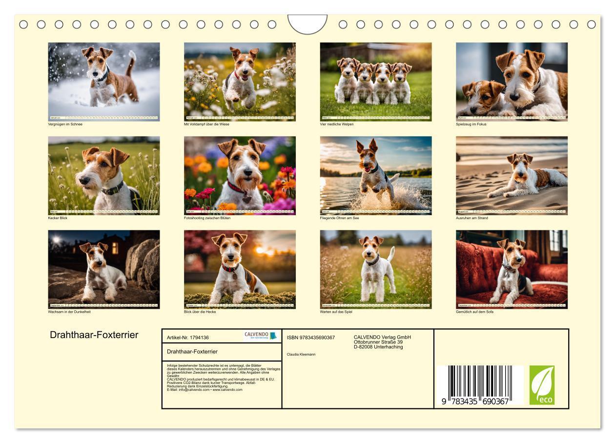 Bild: 9783435690367 | Drahthaar-Foxterrier (Wandkalender 2025 DIN A4 quer), CALVENDO...