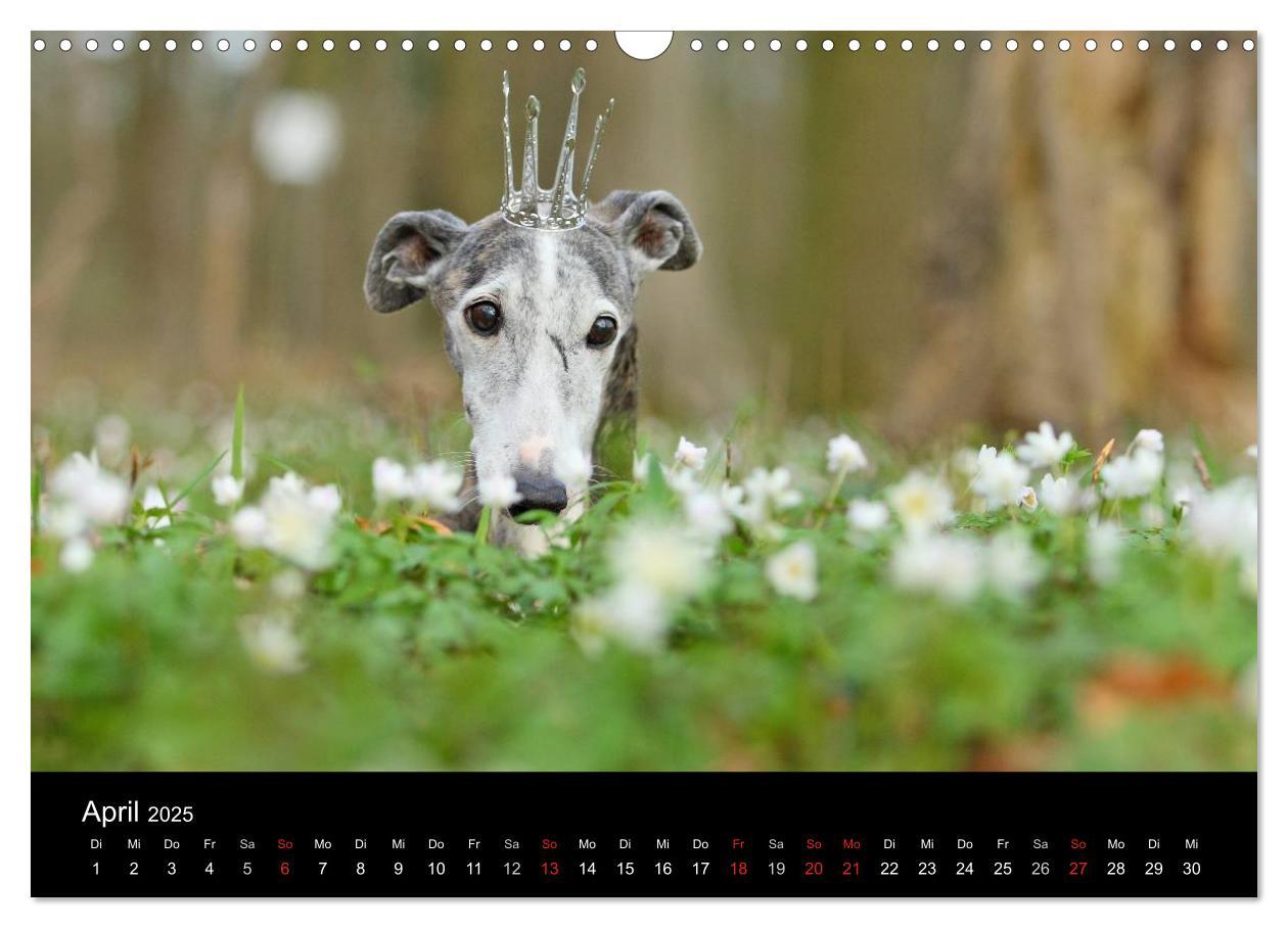 Bild: 9783435775583 | Der Windhundekalender (Wandkalender 2025 DIN A3 quer), CALVENDO...