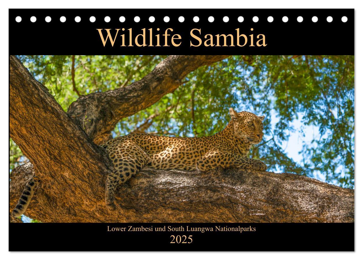 Cover: 9783435312283 | Wildlife Sambia (Tischkalender 2025 DIN A5 quer), CALVENDO...