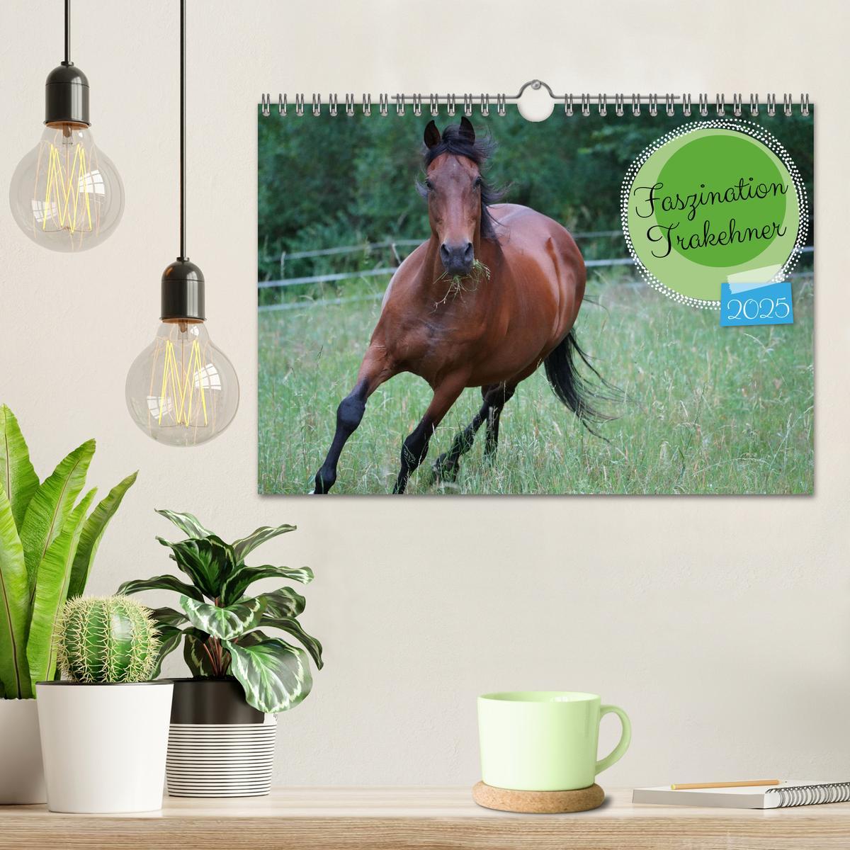 Bild: 9783383946257 | Faszination Trakehner (Wandkalender 2025 DIN A4 quer), CALVENDO...