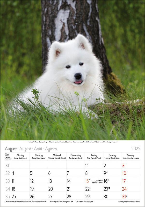 Bild: 9783731876175 | Hunde 2025 | Wandkalender mit Fotos von Hunden. Format 23,5 x 33,5 cm.