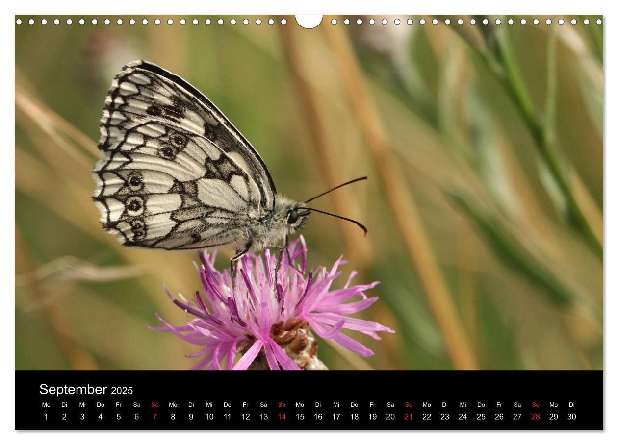 Bild: 9783435728855 | Heimische Schmetterlinge (Wandkalender 2025 DIN A3 quer), CALVENDO...