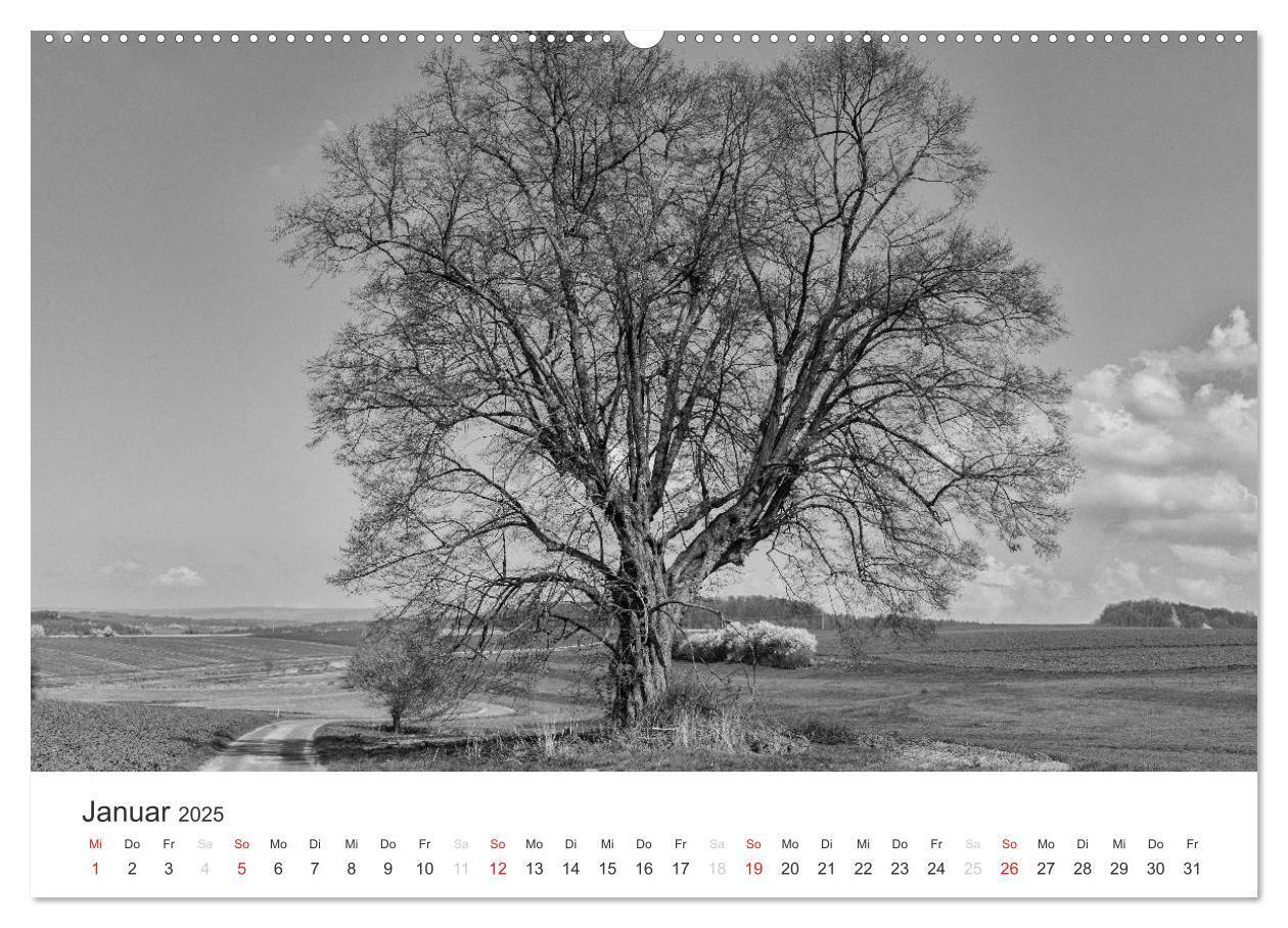 Bild: 9783435659999 | Bäume - Naturschönheiten in schwarz-weiß (Wandkalender 2025 DIN A2...