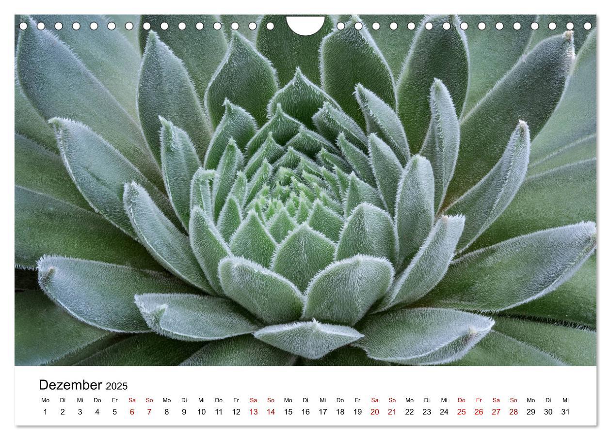 Bild: 9783435292066 | Sukkulenten Galerie (Wandkalender 2025 DIN A4 quer), CALVENDO...