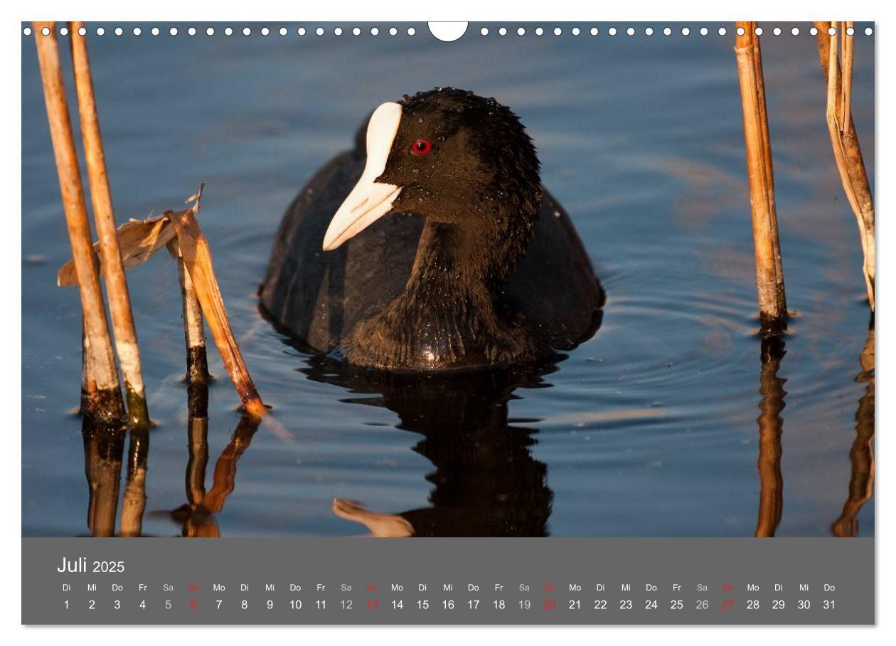 Bild: 9783435516889 | Der Federsee - Vogelparadies in Oberschwaben (Wandkalender 2025 DIN...