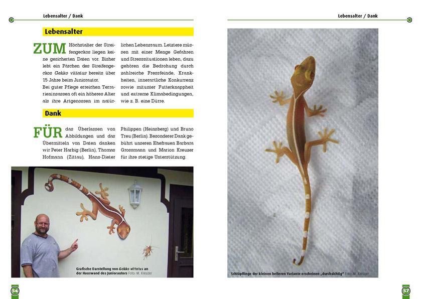 Bild: 9783866591974 | Der Streifengecko | Gekko vittatus | Wolfgang Grossmann (u. a.) | Buch