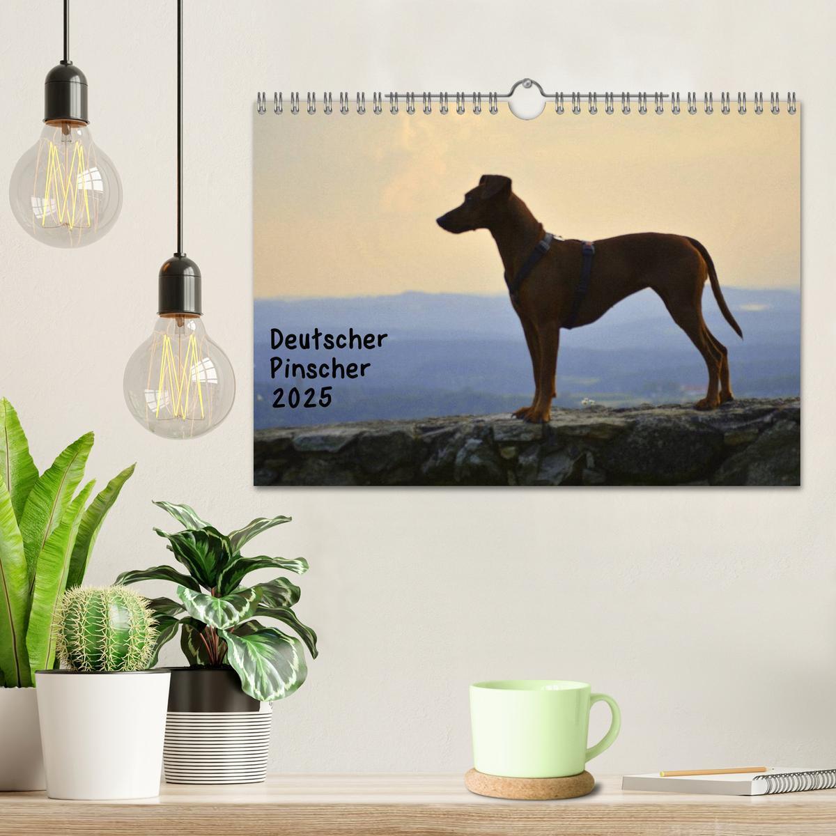 Bild: 9783435643738 | Deutscher Pinscher (Wandkalender 2025 DIN A4 quer), CALVENDO...