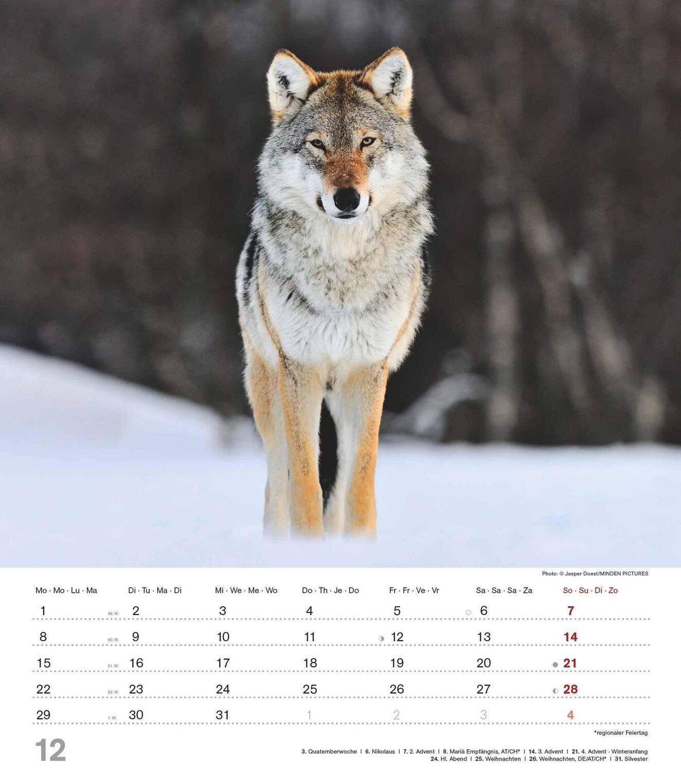 Bild: 4251732342166 | Mythos Wolf 2025 - Foto-Kalender - Wand-Kalender - 30x34 | Wild Wolves